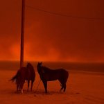 Cavalli sulla spiaggia a Malibù - Foto Wally Skalij | World Press Photo